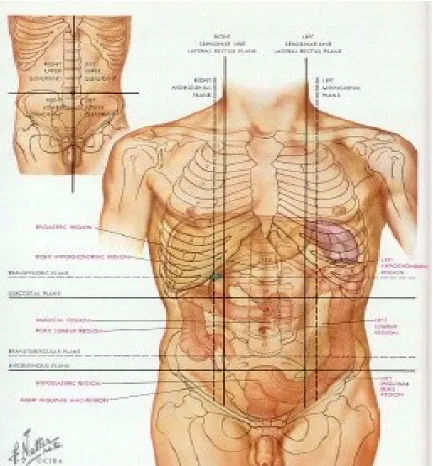 Gambar 2.1. Topografi Abdomen