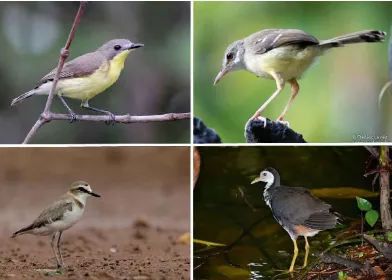 Gambar 11. Penggunaan habitat untuk aktifitas burung lahan basah    (Cakrawala, 2014) 