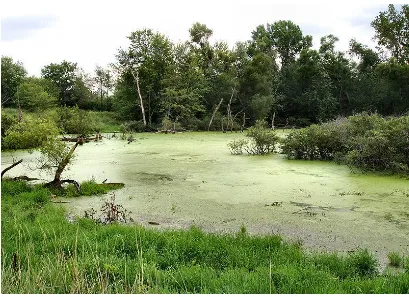 Gambar 1. Lahan basah (wetland)  (Jensen, 2005) 