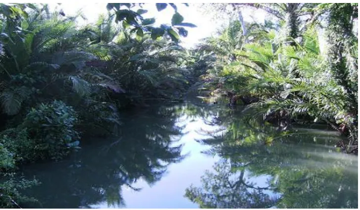 Gambar 3. Ekosistem Rawa  (Irwanto, 2011) 
