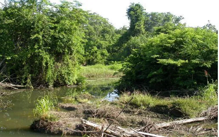 Gambar 5. Daerah Rawa (Irwanto, 2011)  