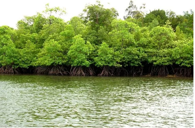 Gambar 5. Ekosistem Mangrove (Sugianto, 2015) 