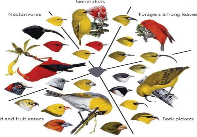 Gambar 8. Morfologi burung (Sumber : MacKinnon, Phillips dan Balen, 1992) 