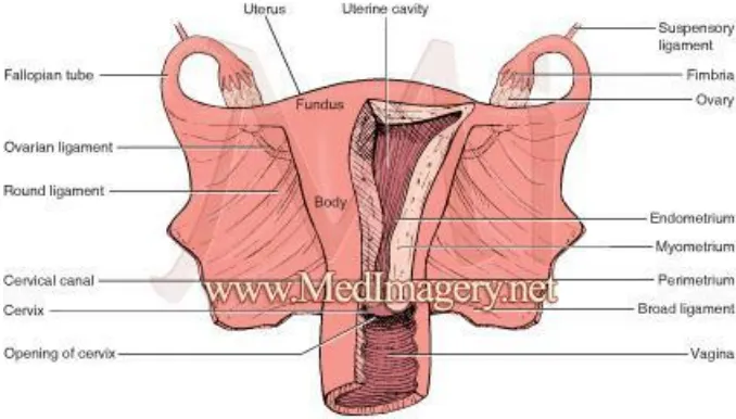 Gambar 1. Uterus, serviks, dan vagina11