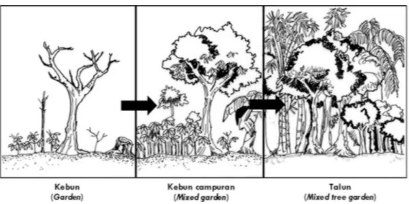 Gambar 1. Perkembangan sistem kebun talun (de Foresta dkk., 2000; Hairiah, dkk., 2003)