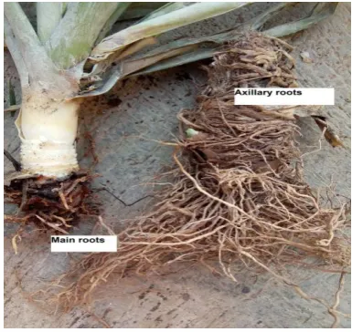 Fig. 1. Main roots and axillary roots of pineapple  