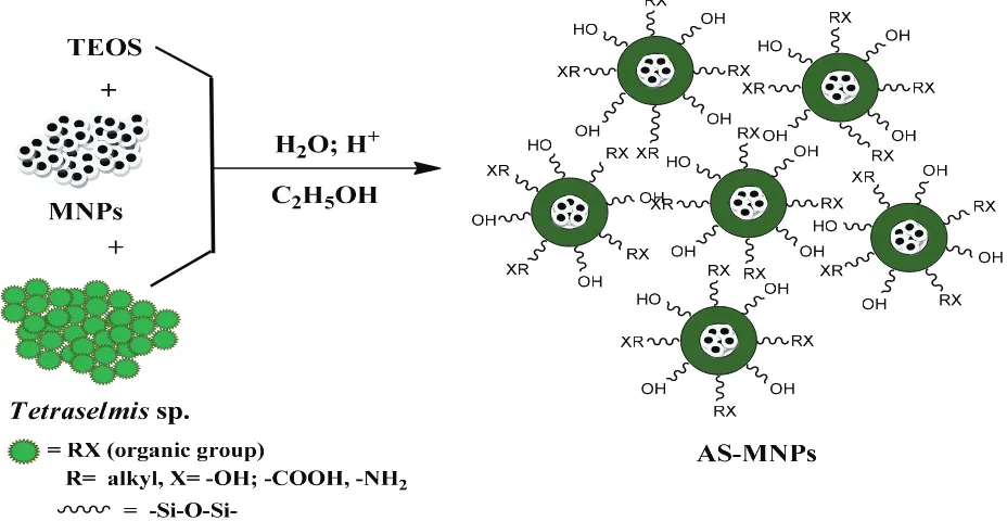 Fig. 1. Synthesis of AS-MNPs from the hybridization of silica–algae biomass coated with MNPs.