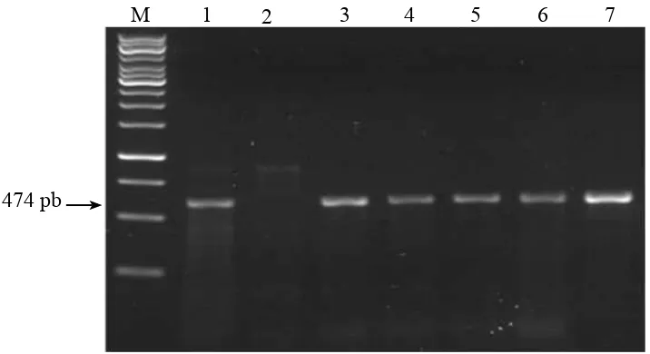 Gambar 1  Visualisasi hasil RT-PCR beberapa isolat ORSV pada gel agarosa 2%. M, Penanda DNA 1 kb (Rainbow invitrogen); 1, kontrol positif; 2, kontrol negatif dari tanaman sehat; 3–4, ORSV dari Kebun Raya Bogor (KRB2 dan KRB12); 5–6, ORSV dari Kebun Raya Puwodadi (KRP18 dan KRP20) dan; 7, ORSV dari Kebun Raya Balikpapan (KRBp5).
