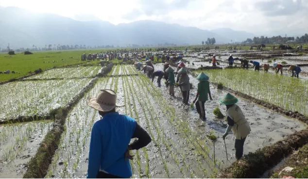 Gambar 3.3.  Anggota Kelompok P3A bergotong royong menanam padi (Sumber: Devi, 2013) 