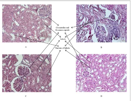 FIGURE 2. Histopathology of the kidney with H&E staining (magnification 400×). (A) Kidney controls and oyster swelling and disappearing of nucleus, edema also identified