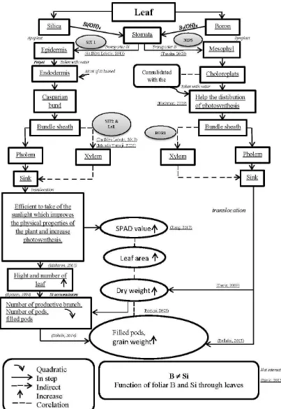 Figure 9. Proposed mechanism foliar B and Si through leaves in this research.  