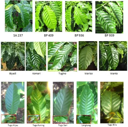 Figure 2.   Leaf diversity  in robusta coffee of  Lampung 