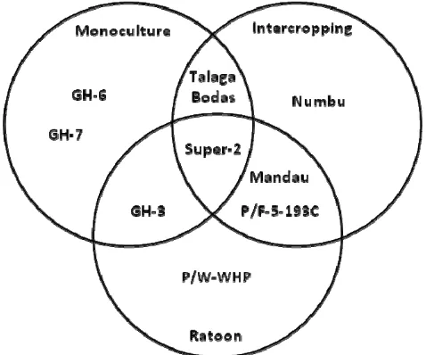 Figure 6. There were nine genotypes (GH-6, GH-7, GH-3, Sp-2=Super-2, TB=Talaga Bodas, Num= Numbu, Man=Mandau, P/F-5=P/F-5-193C, and P/W= P/W-WHP) included in highest five seed yield on each planting system (M=monoculture, IC=intercropping, and R=ratoon  