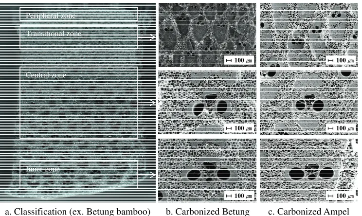 Fig. 1. The SEM images of Betung and Ampel bamboo samples carbonized at 600 ℃ accordingto the classification of observation area.