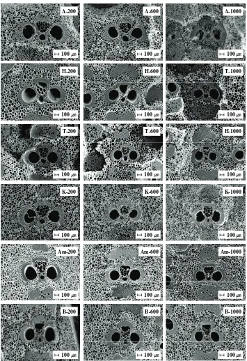 Fig. 2. SEM image on central zone of carbonized bamboo samples (A: Andong, H: Hitam, T: Tali, K: Kuning, AM: Ampel, B: Betung).