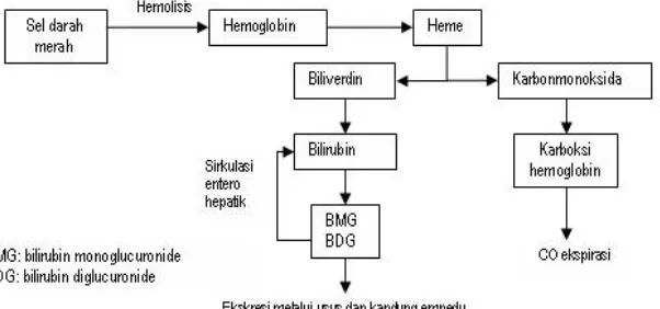 Gambar 2.1 Metabolisme Bilirubin