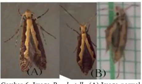 Gambar 4. Larva P. xylostella (A) Larva sehat  (B)Larva cacat/mati.