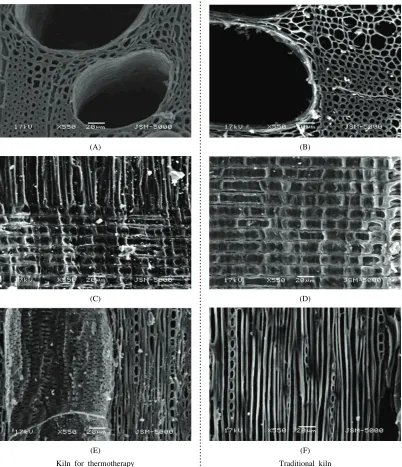 Fig. 2. SEM images on cross sections(A,B), radial sections(C,D), and tangential sections(E,F) of white charcoal from the thermotherapy and traditional kilns.