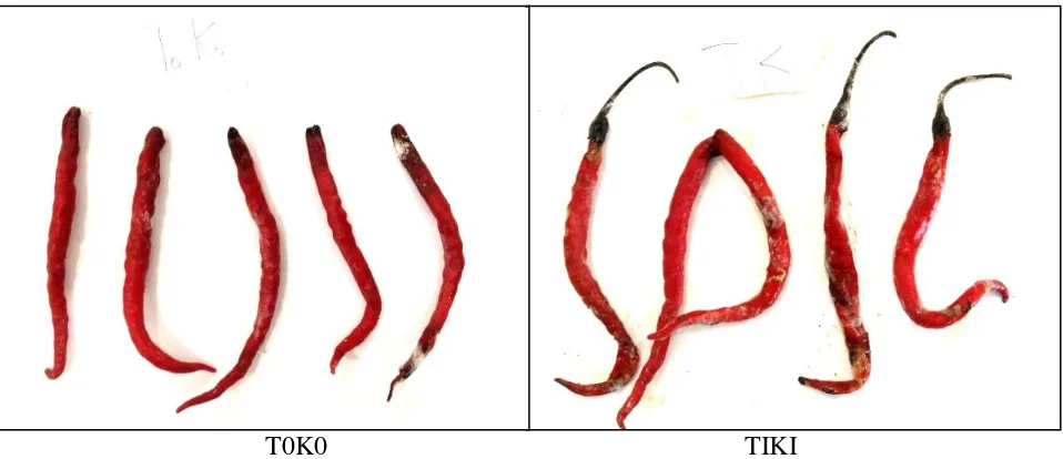 Gambar 3. Penampakan pada penyimpanan ke 18 cabai merah 