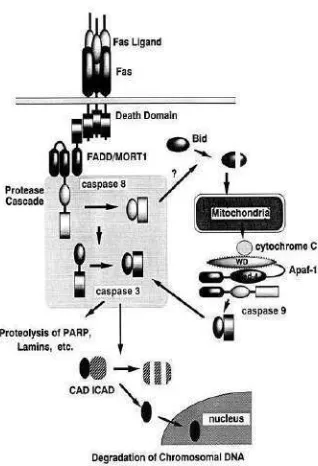 Gambar 3.  Immunobloating menggunakan 