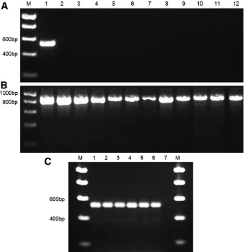 Fig. 1. Testing of primers specific tothrough polymerase chain reaction with nematode 18S primers (same lane labels as in A).P