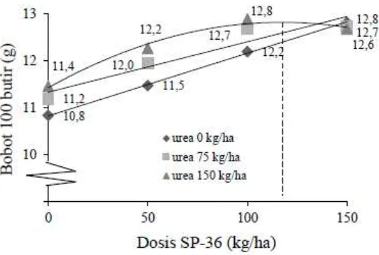 Gambar 1.  Hubungan antara peningkatan dosis P dan dosis N pada bobot 100 butir benih kedelai yang diproduksi pada tanah ultisol