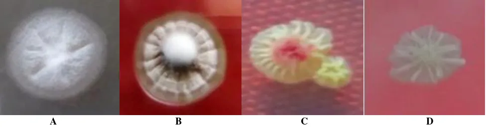 Figure 2. Two selected actinomycete isolates grown in ISP2 media at room temperature: (A) GGF2-i5 two weeks after inoculation, and (B) GGF4-i18 a week after inoculation