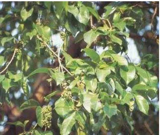 Gambar 3. Tumbuhan Salam ( Syzygium polyanthum (Wight) Walp.) 