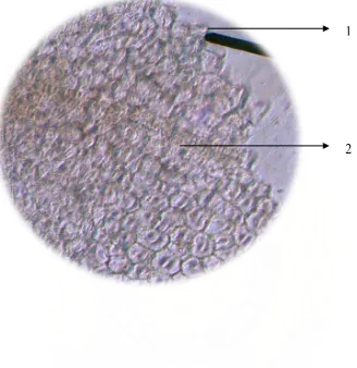 Gambar 2.3 Hasil Pemeriksaan Mikroskopik Serbuk Simplisia Bunga Mawar  