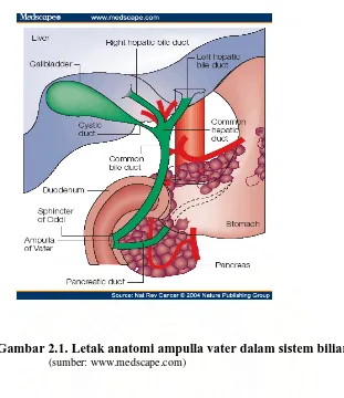 Gambar 2.1. Letak anatomi ampulla vater dalam sistem biliar       