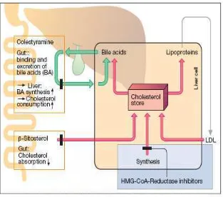 Gambar 2.2. Metabolisme kolesterol dalam hati dan obat-obat penurun kolesterol.   