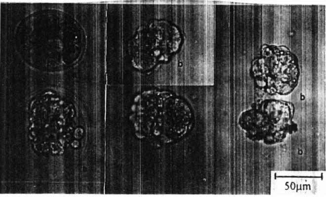 Gambar 3. Berbagai tahap perkemhangan cnibrio praimplantasi : a: embrio I - 8 sel; b. morula tidak mampat; c