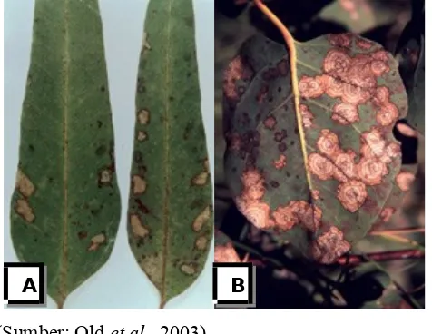 Gambar 1 Gejala penyakit (A) Eucalyptus camaldulensis, bercak daun disebabkan