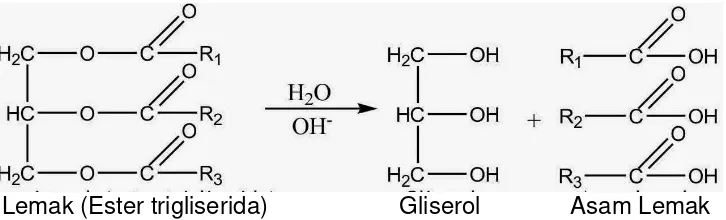 Gambar 1. Reaksi hidrolisis lemak menghasilkan gliserol dan asam lemak 