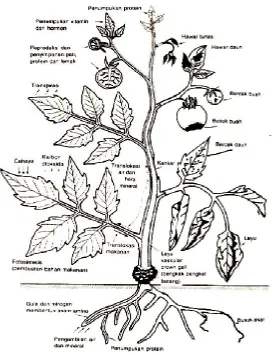 Gambar 3.1.  Skema yang menunjukkan fungsi  dasar suatu tanaman dan gejala penyakit (Agrios, 19