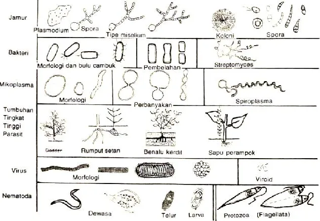 Gambar 3.2  Morfologi struktural  “alat“ perbanyakan  berbagai kelompok patogen  (Agrios, 1997 Gambar 3.2  Morfologi struktural  “alat“ perbanyakan   patogen  (Agrios, 1997) 