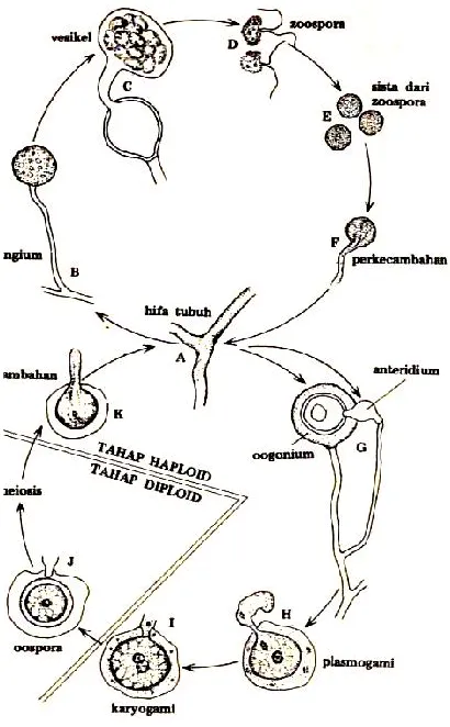 Gambar 5.3.  Siklus hidup fungi   damping off  yang berkembang  patogen Phythium damping offbiak secara seksual (Dwidjoseputro, 1976) Gambar 5.3