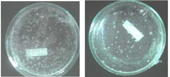 Gambar 3.  Penampilan koloni bakteri nodul akar kedele (kiri) dan koloni bakteri akar putri malu (M