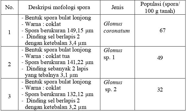Tabel 2.  Deskripsi morfologi spora fungi endomikoriza hasil penyaringan tanah Coban Talun