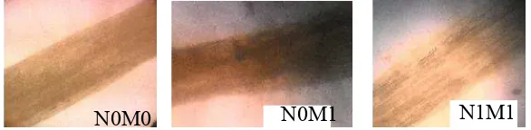 Gambar 5.  Kondisi akar kedele tanpa infeksi mikoriza (N0M0) dan bermikoriza (N0M1 dan NiM1)  