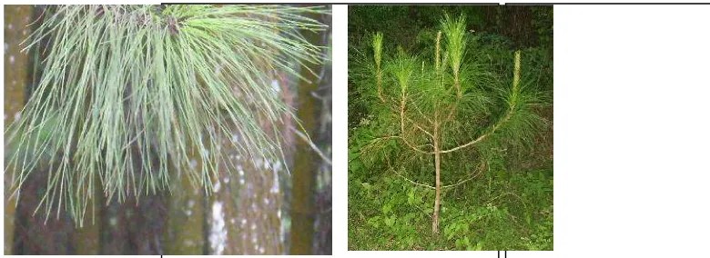 Gambar 6. Representasi gejala serangan hawar daun pada tanaman P. merkusii di lapang; ujung daun jarum terserang hawar (kiri) dan sebagian daun­daun di tajuk bawah tanaman muda bergejala hawar