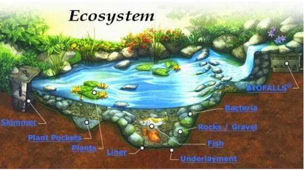 Gambar 5. Ekosistem Kolam 