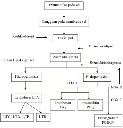 Gambar 2. Metabolisme asam arakidonat, sintesis zat-zat prostaglandin, leukotrien 