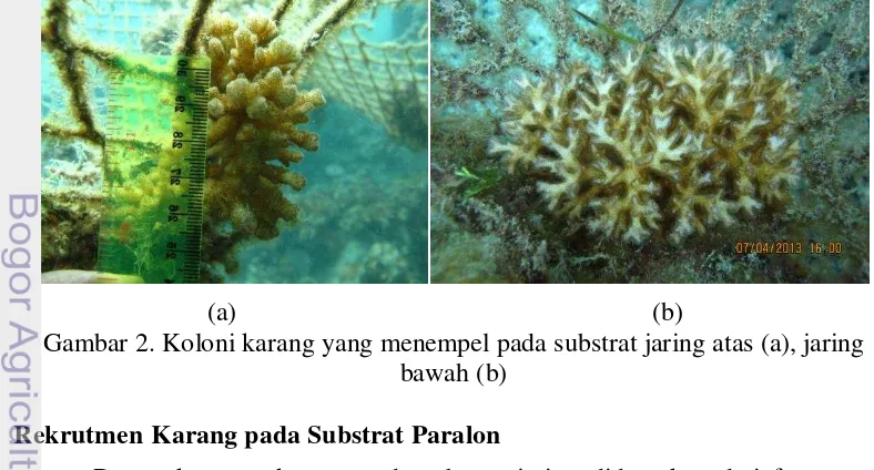 Gambar 2. Koloni karang yang menempel pada substrat jaring atas (a), jaring 