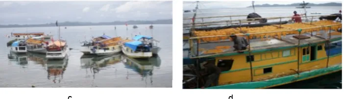 Gambar  3.  Kapal-kapal  pakaja  asal  Selat  Makassar  penangkap  telur  ikan  terbang  (Hirundichthysoxycephalus) di perairan kabupaten Fakfak Papua Barat : a