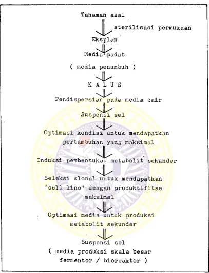 Gambar 1. Skeraa langkah-langkah produksi metabolit 