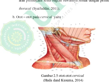 Gambar 2.5 otot-otot cervical 