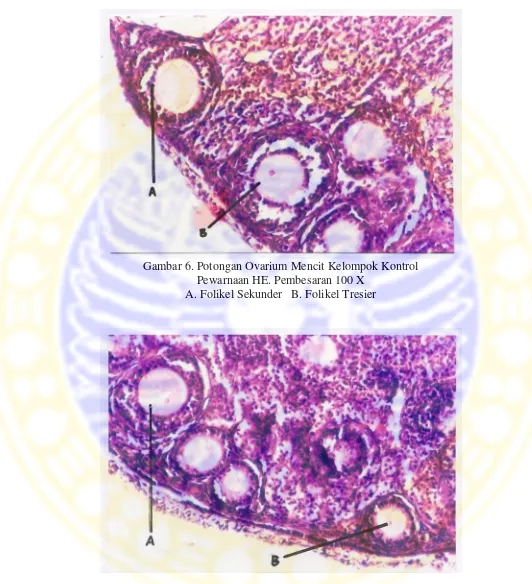 Gambar 6. Potongan Ovarium Mencit Kelompok Kontrol 