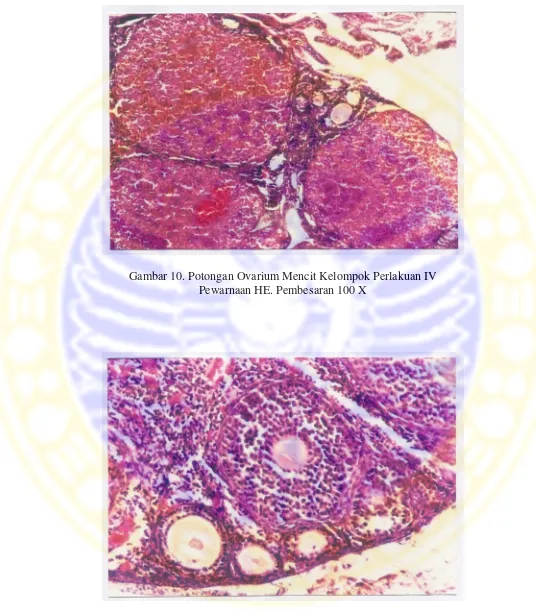 Gambar 10. Potongan Ovarium Mencit Kelompok Perlakuan IV 