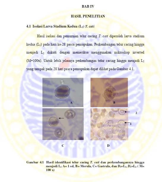 Gambar 4.1  Hasil identifikasi telur cacing T. cati dan perkembangannya hingga  